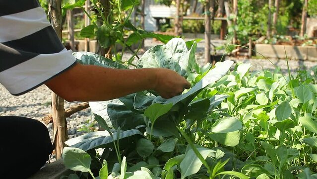 asian farmer Inspecting the quality of kale in the field. Agriculture concept, kitchen garden. Organic food. Growing vegetables to eat by myself