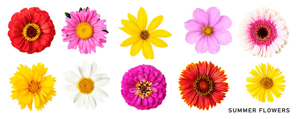 Summer daisy flowers set. PNG with transparent background. Flat lay. Without shadow.