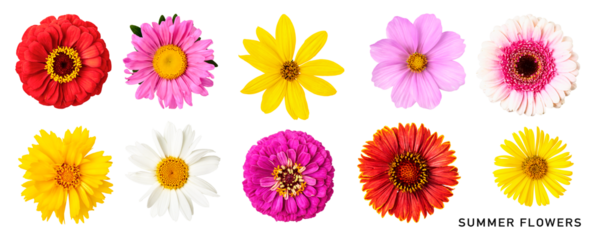 Summer daisy flowers set. PNG with transparent background. Flat lay. Without shadow.