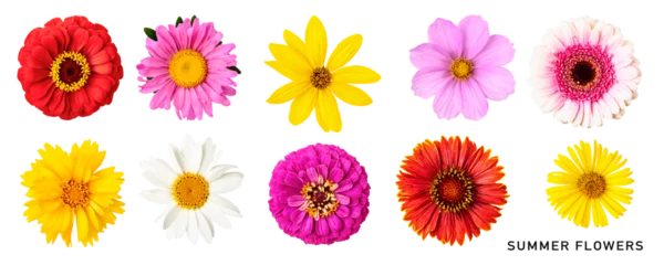 Poster Im Rahmen Summer daisy flowers set. PNG with transparent background. Flat lay. Without shadow. © ifiStudio