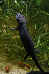 Closeup on an aquatic small Chinese firebellied newt, Cynops orientalis
