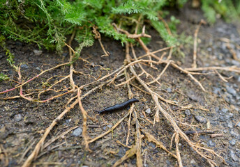 slug snail without shell with antennae