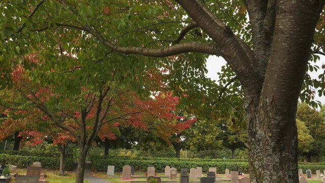 Trees with Red and Green Leaves, at Cemetery, Fall Scene, Dolly