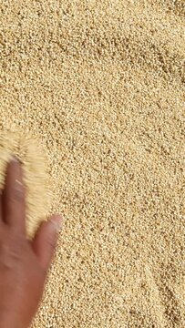 Hand stirs quinoa grains, sun-dried from quinoa seed. An indigenous hand stirs the quinoa to dry it, quinoa production, Vertical