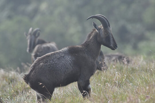 Nilgiri Thar In Meadow