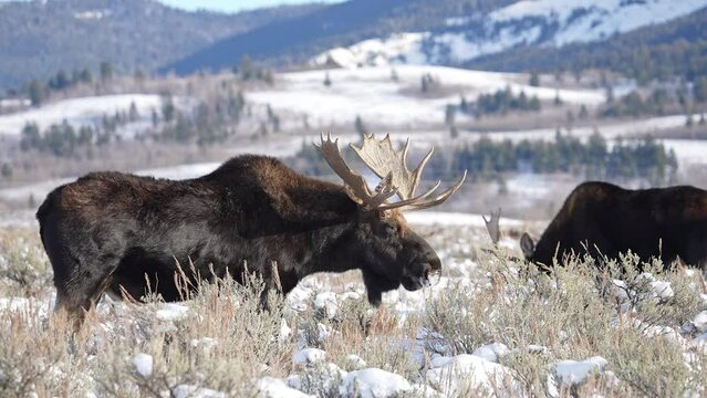 Bull Moose in snow covered field in Wyoming during winter as other moose graze the field in the Grand Teton wilderness.