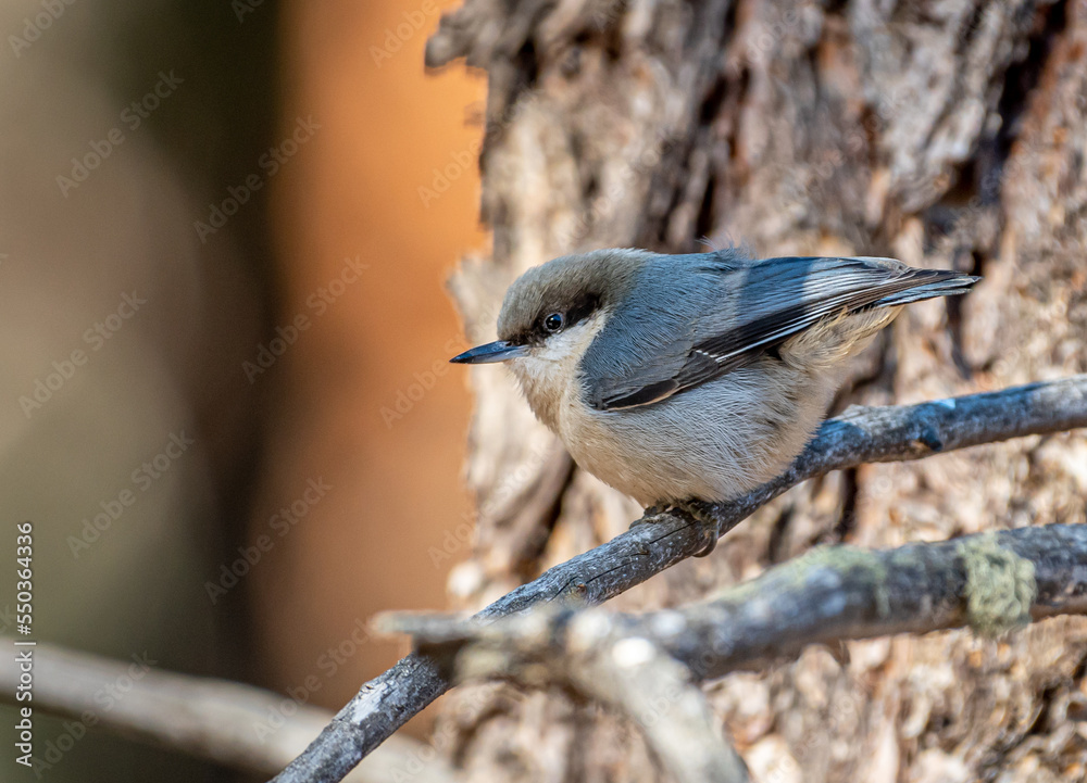 Wall mural pygmy nuthatch facing left on branch in colorado forest