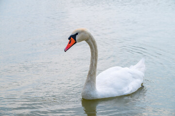 Graceful white Swan swimming in the lake, swans in the wild. Portrait of a white swan swimming on a lake.