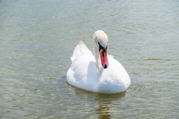 Graceful white Swan swimming in the lake, swans in the wild. Portrait of a white swan swimming on a lake.