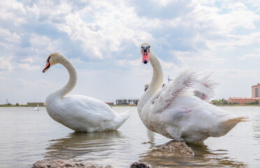 Two Graceful white Swans swimming in the lake, swans in the wild