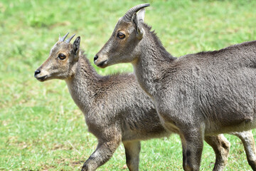 Nilgiri tahr kids, wild goat kids