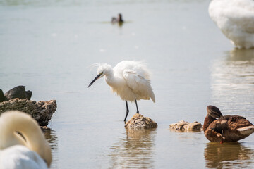 The small white heron or Little egret stands in the lake
