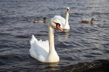 湖面に漂う白鳥