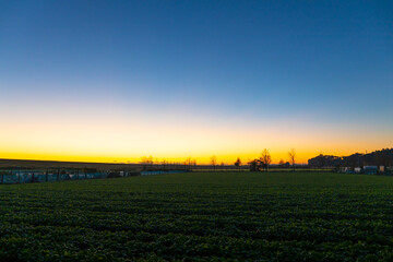 Obraz premium 夜明け前の畑