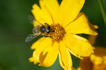 Nahaufnahme einer Biene auf der Ringelblume