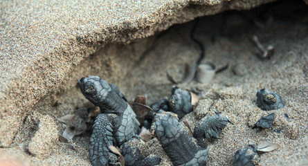 Turtles after hatching on the beach