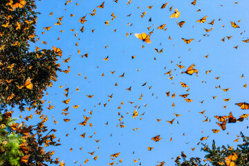 Monarch butterflies (Danaus plexippus) are flying on the background of the blue sky in a park El Rosario, Reserve of the Biosfera Monarca. Angangueo, State of Michoacan, Mexico