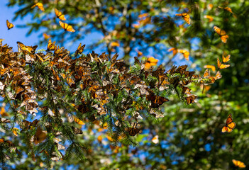 Fototapeta premium Colony of Monarch butterflies (Danaus plexippus) are sitting on pine branches in a park El Rosario, Reserve of the Biosfera Monarca. Angangueo, State of Michoacan, Mexico