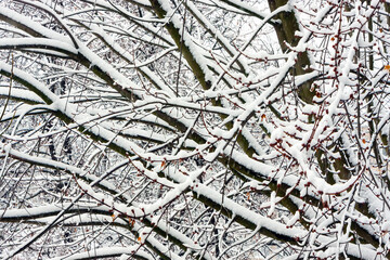 Snow lies on the branches of trees in the daytime.