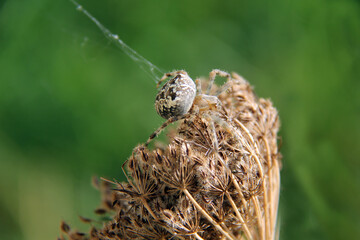 araignée en pleine recherche