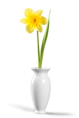 The spring cute yellow daffodils