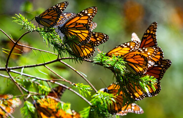 Fototapeta na wymiar Colony of Monarch butterflies (Danaus plexippus) are sitting on pine branches in a park El Rosario, Reserve of the Biosfera Monarca. Angangueo, State of Michoacan, Mexico