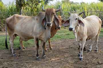 Naklejka na ściany i meble two cows in a farm at cowshed in the countryside on agriculture livestock farm