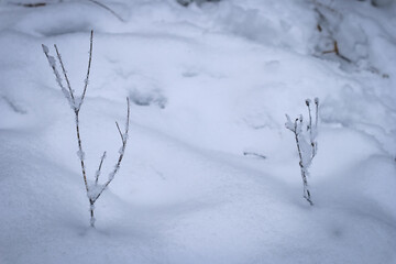 Snow covered branches, frozen plant in winter