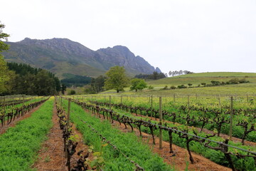 Vibrant Landscape with vineyards and Mountains in the background, Cape Town, Stellenbosch, South...