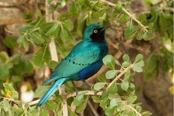 Closeup shot of a Greater blue-eared starling bird -  Lamprotornis chalybaeus - obrazy, fototapety, plakaty