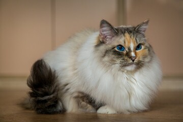 ragdoll cat in a domestic environment