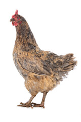 Araucana mixed breed hen isolated