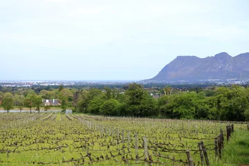 Fototapeten Vineyards landscape in Constantia valley, groot constantia, Cape Town, South Africa © Dynamoland