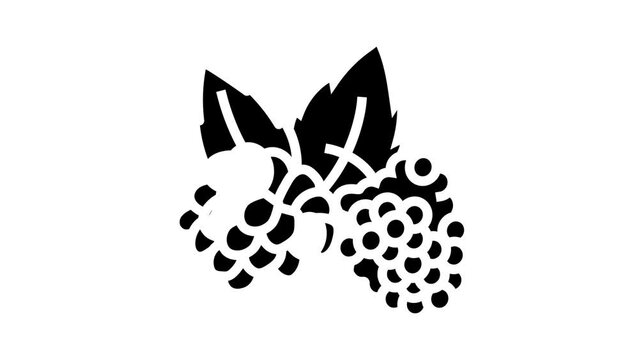raspberry plant leaf fresh glyph icon animation