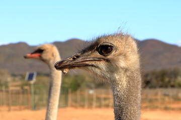 Ostrich farm near Oudtshoorn, South Africa
