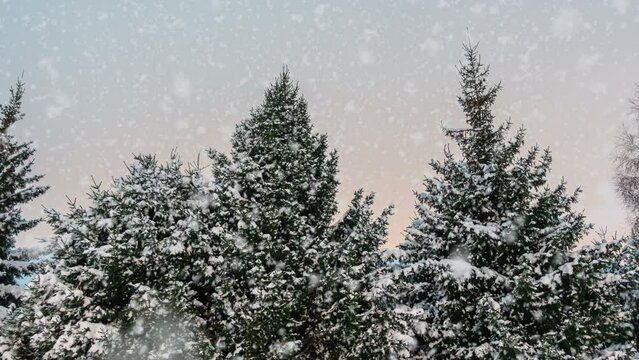 Fluffy snow falls on a green Christmas tree. Snowfall. Christmas.New Year