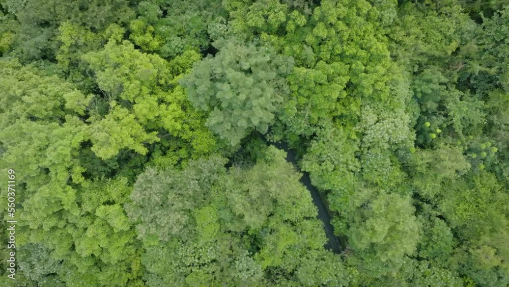 Wall mural Aerial top view forest tree, Rainforest ecosystem and healthy environment concept and background, Texture of green tree forest view from above.	