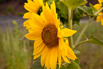 sunflower in the garden