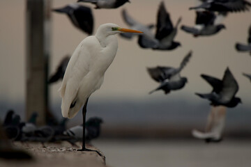 great heron ardea cinerea