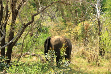 Kruger National Park. South Africa. A wild African Elefant in the bushland
