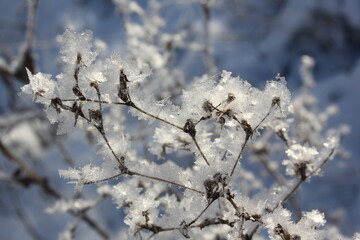 Thin branches covered with fluffy fresh snow