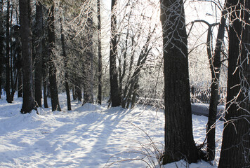 snow-covered trees on a winter sunny day.