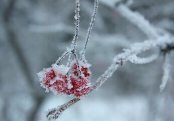 close-up of dark branch with red berries covered with fresh ice and snow.