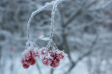 rowan berries covered with fresh ice and snow close-up in winter