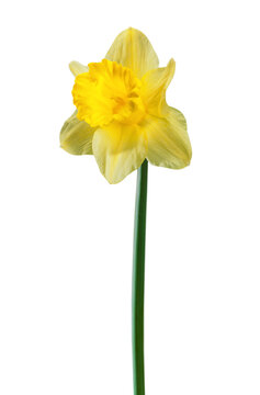Yellow narcissus flower isolated on a white background