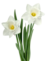 Zelfklevend Fotobehang The spring cute white daffodils © BillionPhotos.com