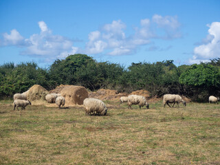 Obraz premium Moutons, Île d'Yeu, Vendée, Pays de la Loire, France 