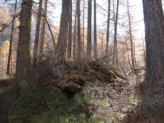 In the autumn forest by the Pellaud lakes in the municipality of Rhêmes-Notre-Dame, in the Aosta Valley, Italy.