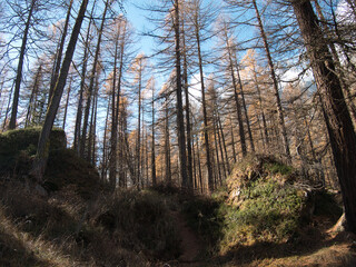 In the autumn forest by the Pellaud lakes in the municipality of Rhêmes-Notre-Dame, in the Aosta Valley, Italy.