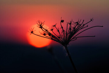 Natural background, setting sun behind the plant.